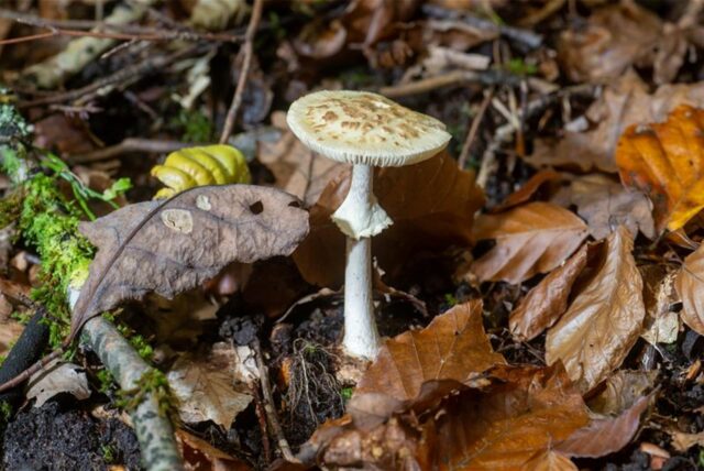 Ein giftiger gelber Knollenblätterpilz (Amanita citrina) wächst in einem Wald bei Gerolstein.