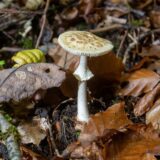 Ein giftiger gelber Knollenblätterpilz (Amanita citrina) wächst in einem Wald bei Gerolstein.