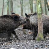 Zwei Wildschwein-Keiler rangeln in ihrem Gehege.