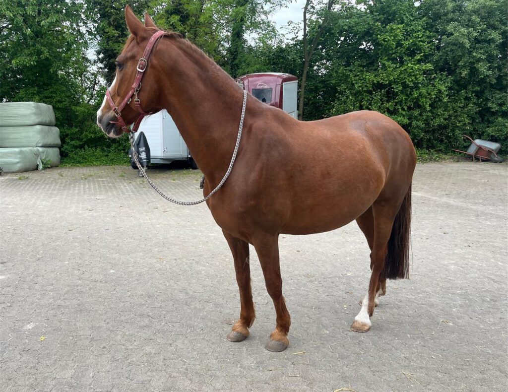 Nalani lebt jetzt in NRW - es geht ihr besser.