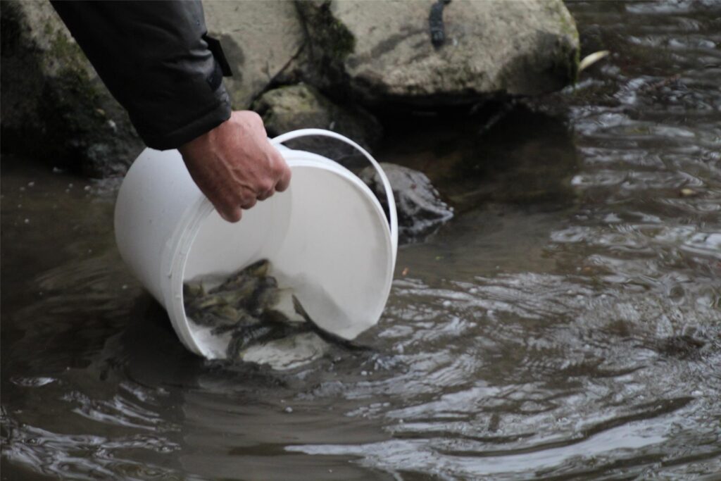Kleine Forellen sind in einem weißen Eimer zu sehen. Eine Hand hält diesen im Wasser, sodass die Forellen in die Ruhr schwimmen können. Kleine Forellen sind in einem weißen Eimer zu sehen. Eine Hand hält diesen im Wasser, sodass die Forellen in die Ruhr schwimmen können.
