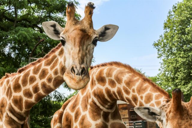 Die Giraffenbullen im Dortmunder Zoo