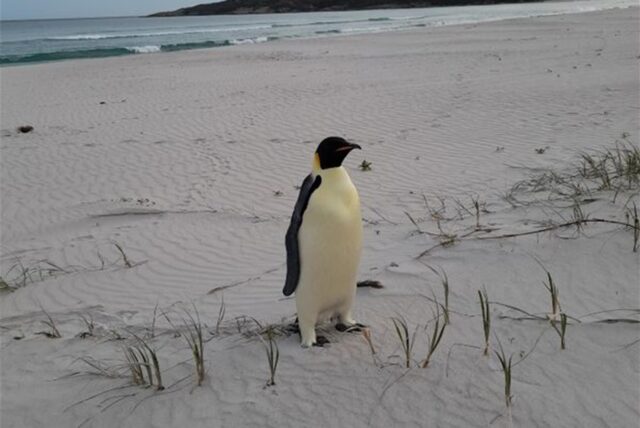Auf diesem Foto ist ein in Australien gestrandeter Kaiserpinguin am Ocean Beach nahe des Ortes Denmark zu sehen