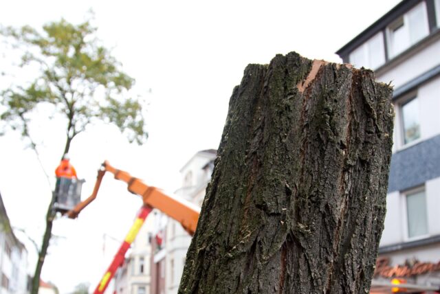 Ein abgesägter Baumstumpf an einer Straße in der Stadt. Im Hintergrund ist ein Mann bei der Kontrolle eines Baumes zu sehen.