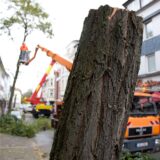 Ein abgesägter Baumstumpf an einer Straße in der Stadt. Im Hintergrund ist ein Mann bei der Kontrolle eines Baumes zu sehen.