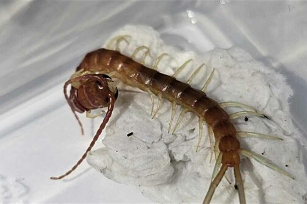 Ein geschützer Tausendfüßer krabbelt in einer transparenten Wanne