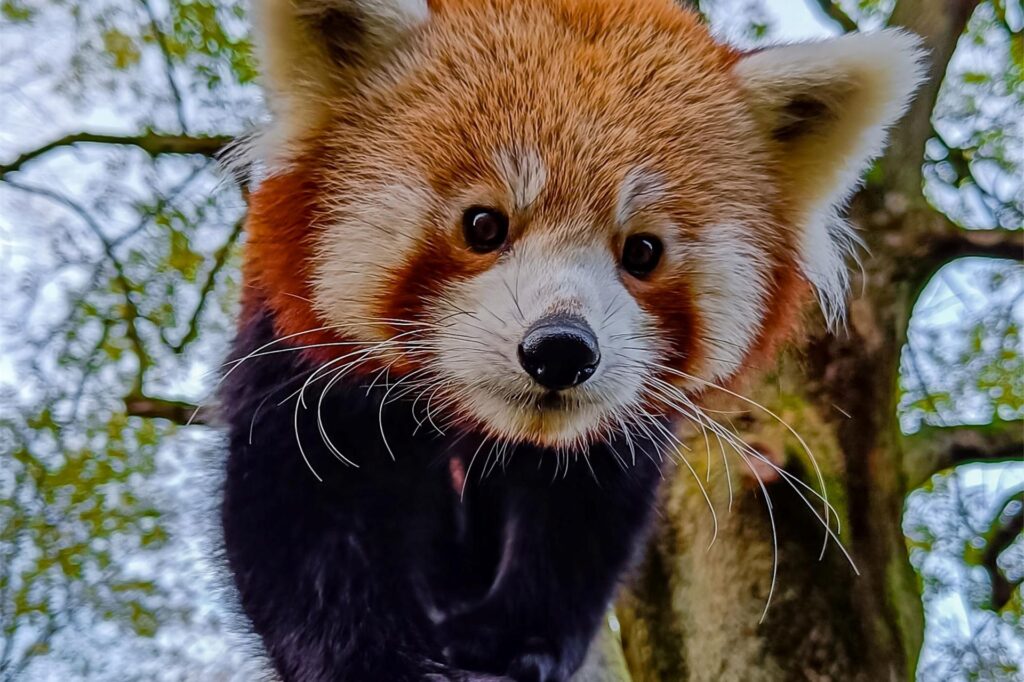 Der Rote Panda Chenpo klettert im Zoo Dortmund auf einem Baum. Der Rote Panda Chenpo klettert im Zoo Dortmund auf einem Baum.