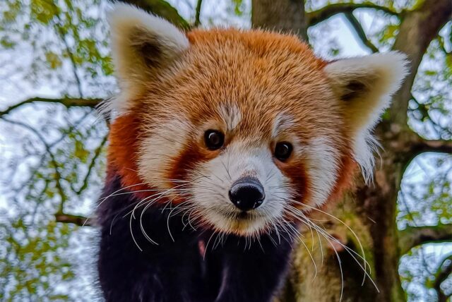 Der Rote Panda Chenpo ist seit Donnerstag aus dem Zoo Dortmund ausgebüxt – die Suche läuft.