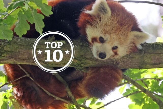 Solch ein Roter Panda ist aus seinem Gehege im Zoo Dortmund entlaufen.