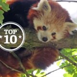 Solch ein Roter Panda ist aus seinem Gehege im Zoo Dortmund entlaufen.