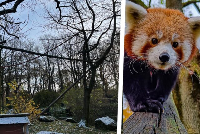 Das Gehege von Chenpo im Zoo Dortmund.