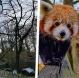 Das Gehege von Chenpo im Zoo Dortmund.
