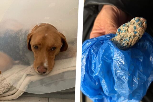 Hund Archie und der Giftköder