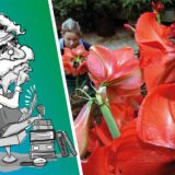 Frau schaut sich amaryllis an.