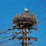 Ein Weißstorch steht in seinem Nest auf einem Strommast.