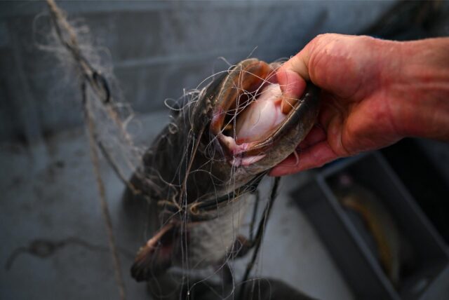 Fisch am Haken.