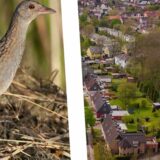 Collage: links ein Wachtelkönig, rechts eine Luftaufnahme von Häusern und Grünflächen in Lütgendortmund.