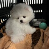 Einer der vom Zoll am Dortmunder Flughafen sichergestellten Hundewelpen
