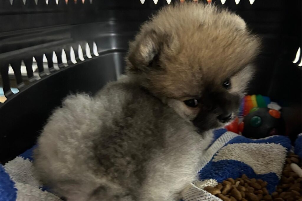 Ein weiterer sichergestellter Hundewelpe
