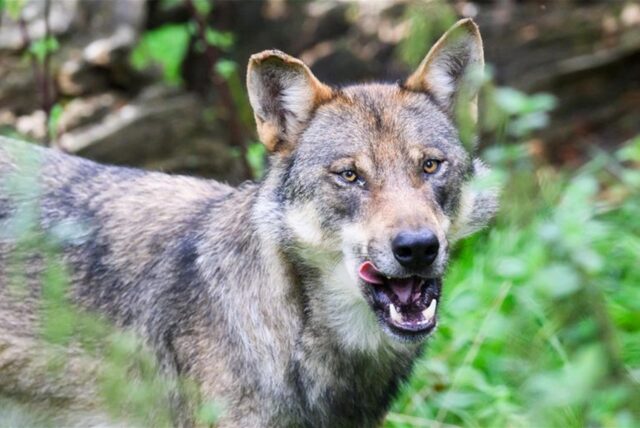 Ein Wolf steht im Gehege im Wisentgehege Springe. Das Umweltministerium in Sachsen-Anhalt kündigt einen Erlass für schnellere Wolfsabschüsse an.