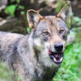Ein Wolf steht im Gehege im Wisentgehege Springe. Das Umweltministerium in Sachsen-Anhalt kündigt einen Erlass für schnellere Wolfsabschüsse an.