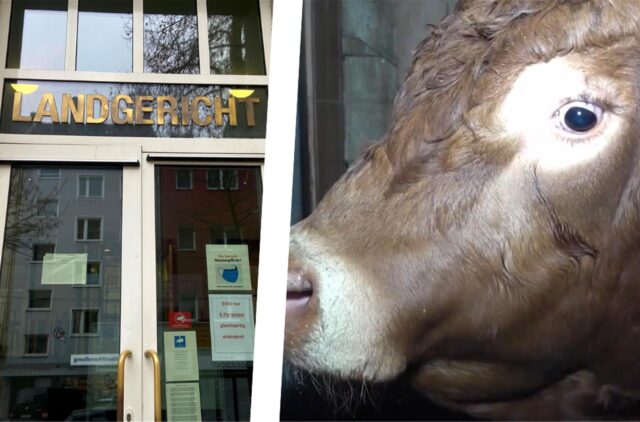 Vor dem Landgericht steht der Schächtskandal bei der Firma Prott (Selm) erneut zur Verhandlung an.