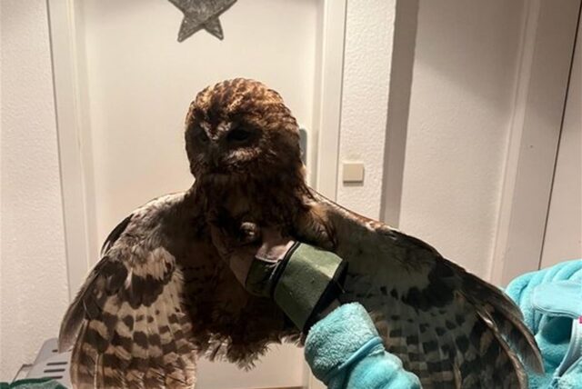 Eine Mitarbeiterin einer Greifvogelauffangstation hält einen geretteten Waldkauz auf der Hand. Insgesamt zwei Waldkäuze wurden von der Feuerwehr aus einem Kamin gerettet.