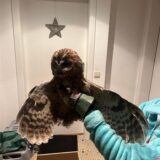 Eine Mitarbeiterin einer Greifvogelauffangstation hält einen geretteten Waldkauz auf der Hand. Insgesamt zwei Waldkäuze wurden von der Feuerwehr aus einem Kamin gerettet.