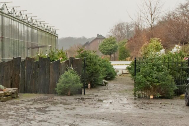 Weihnachtsbäume und Gelände davor