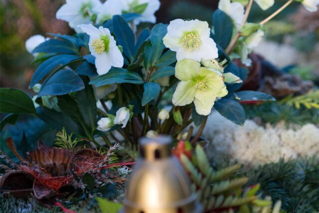 Die Christrose ist ein schöner Akzent auf Gräbern in der Winterzeit.