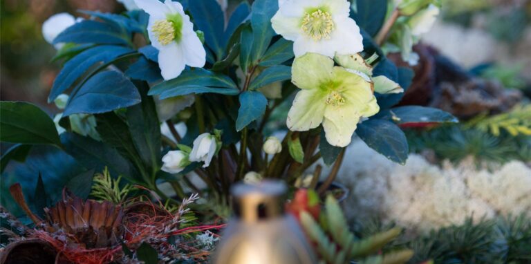 Die Christrose ist ein schöner Akzent auf Gräbern in der Winterzeit.