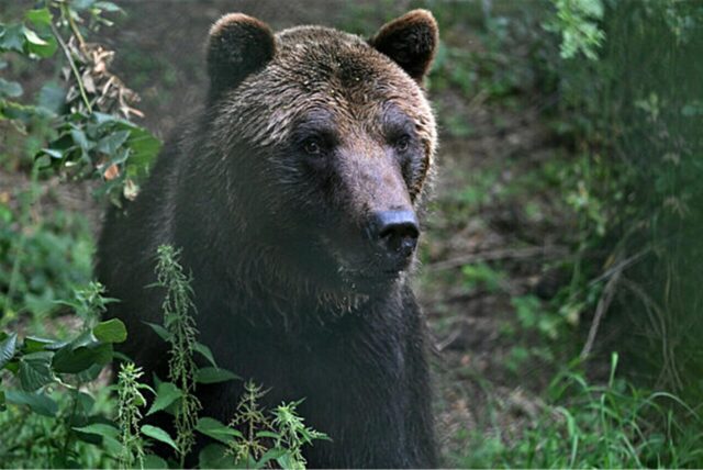 Braunbär Mykhailo