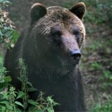 Braunbär Mykhailo