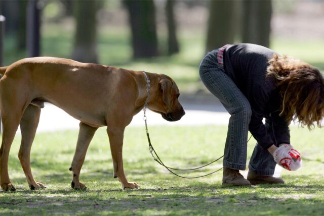 Eine Hundehalterin sammelt die Hinterlassenschaft ihres Vierbeiners auf einer Wiese auf.