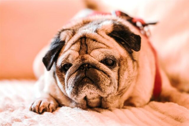 Der Mops Olli liegt auf dem Sofa.
