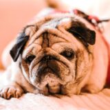 Der Mops Olli liegt auf dem Sofa.