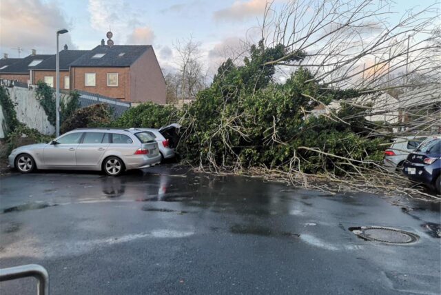 Ein umgekippter Baum auf einem Parkplatz