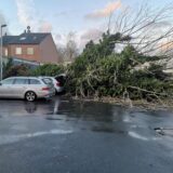 Ein umgekippter Baum auf einem Parkplatz