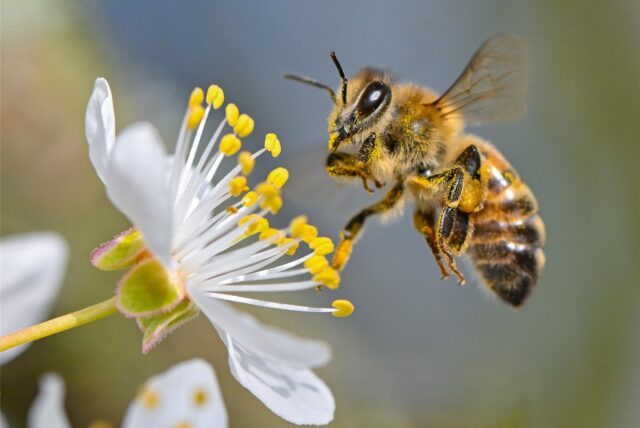 Eine Biene schwebt nah an einer Blüte.