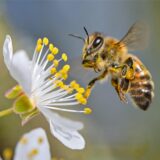 Eine Biene schwebt nah an einer Blüte.