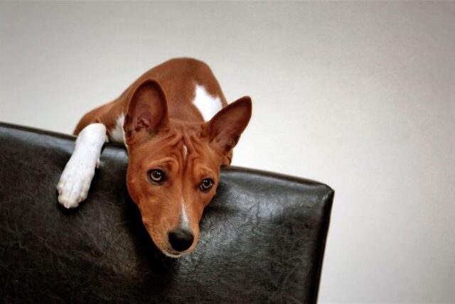 Ein Hund der Rasse Basenji