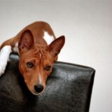 Ein Hund der Rasse Basenji