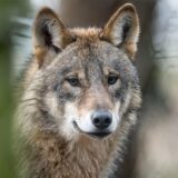 Ein Wolf im Wald