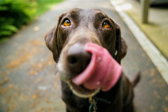 Ein Hund.