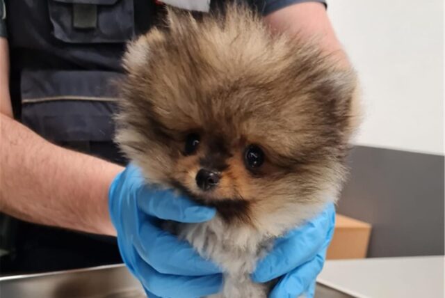 Der Zoll hat einen geschmuggelten Hundewelpen am Flughafen Köln/Bonn entdeckt.