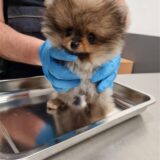 Der Zoll hat einen geschmuggelten Hundewelpen am Flughafen Köln/Bonn entdeckt.