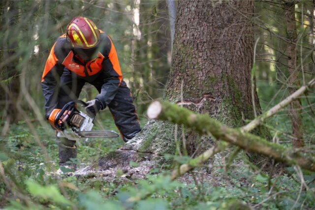 Ein Mann fällt einen Baum.