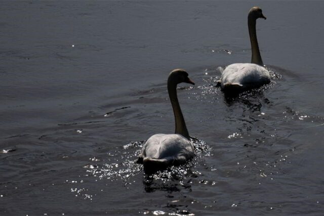 Schwäne schwimmen auf der Neuen Luppe im Auwald in Leipzig.