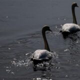 Schwäne schwimmen auf der Neuen Luppe im Auwald in Leipzig.