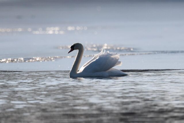 Ein Schwan schwimmt im Wasser.